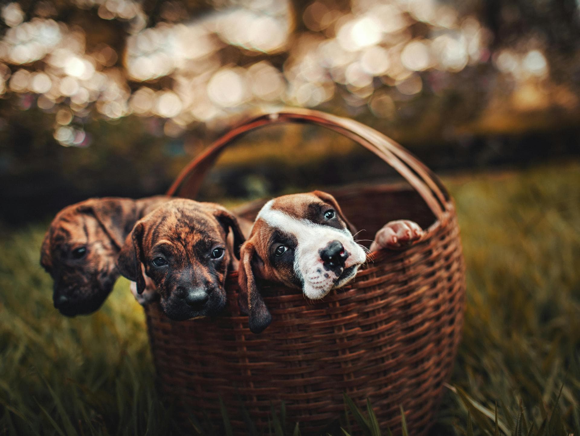 Dog Neutering Prices in Cardiff