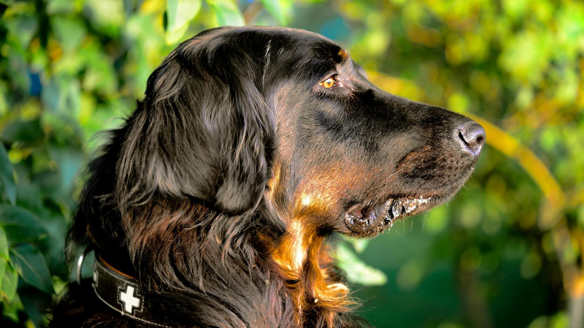 Pet Microchipping Prices in Cardiff