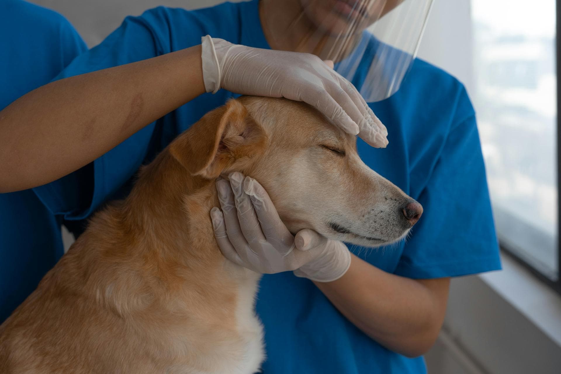 Dog Dental Prices in Cardiff