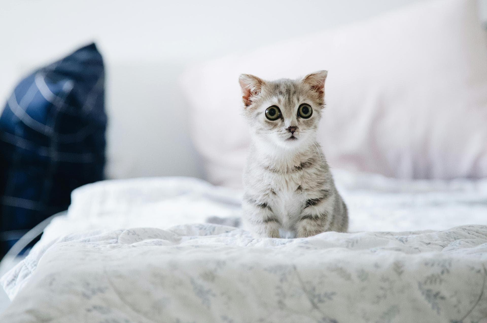 Vet Consultation Prices in Cardiff